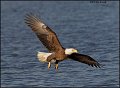 _2SB1880 american bald eagle